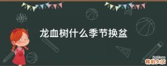 龙血树什么季节换盆