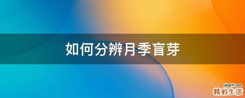 如何分辨月季盲芽
