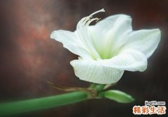 鲜百合有毒吗 吃百合会中毒吗