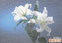 百合变紫色还能吃吗 新鲜百合发霉还能吃吗