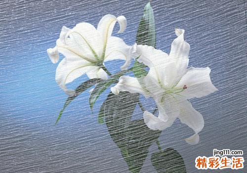 百合变紫色还能吃吗 新鲜百合发霉还能吃吗