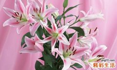 百合可以放在卧室吗 这些花不能放在卧室！