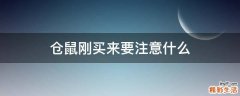 仓鼠刚买来要注意什么