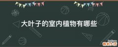 大叶子的室内植物有哪些