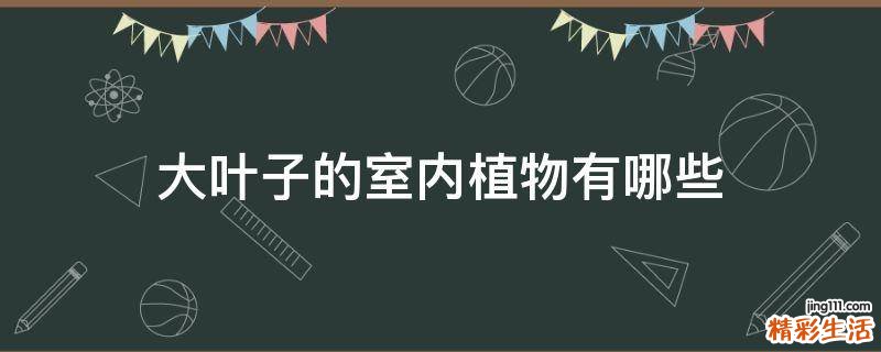 大叶子的室内植物有哪些