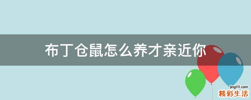 布丁仓鼠怎么养才亲近你