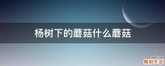 杨树下的蘑菇什么蘑菇