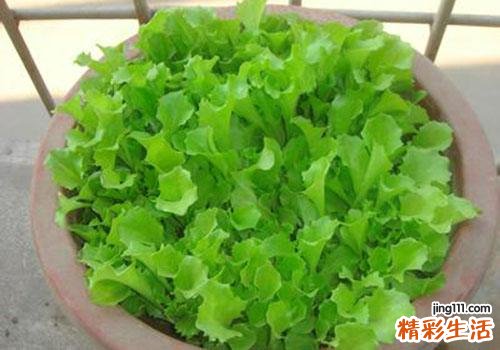 生菜孕妇可以吃吗