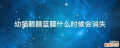 幼猫眼睛蓝膜什么时候会消失