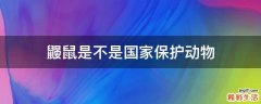 鼹鼠是不是国家保护动物