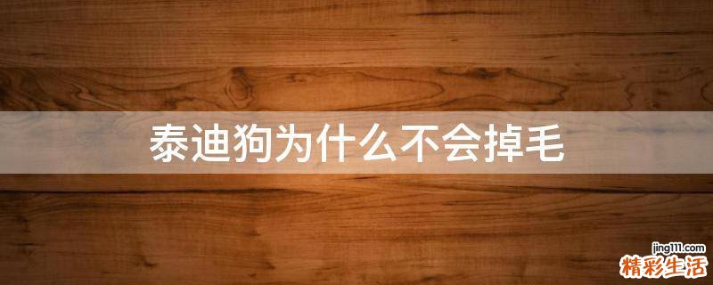 泰迪狗为什么不会掉毛