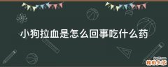 小狗拉血是怎么回事吃什么药