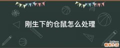 刚生下的仓鼠怎么处理