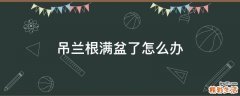 吊兰根满盆了怎么办