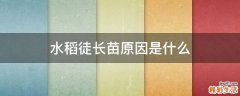水稻徒长苗原因是什么