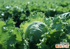 哺乳期吃生菜会回奶吗 哺乳期这些回奶食物千万不要吃
