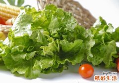 生菜榨汁可以减肥吗 生菜和什么一起榨汁减肥