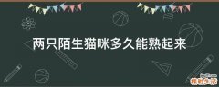 两只陌生猫咪多久能熟起来