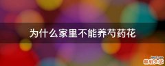 为什么家里不能养芍药花
