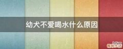 幼犬不爱喝水什么原因