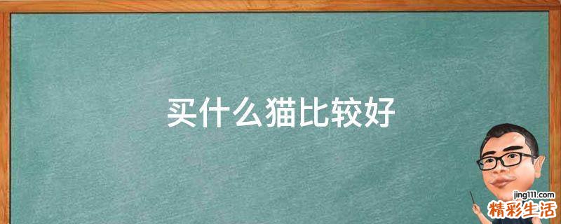 买什么猫比较好