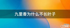 九里香为什么不长叶子