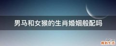 男马和女猴的生肖婚姻般配吗
