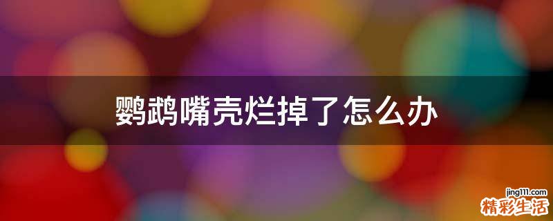 鹦鹉嘴壳烂掉了怎么办
