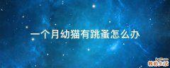 一个月幼猫有跳蚤怎么办