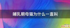 哺乳期母猫为什么一直叫
