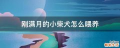 刚满月的小柴犬怎么喂养