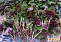 苋菜能生吃吗