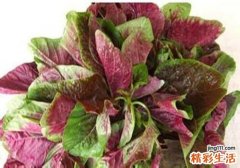 吃苋菜会过敏吗
