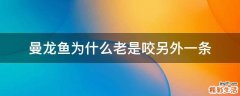 曼龙鱼为什么老是咬另外一条
