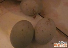 苋菜皮蛋汤