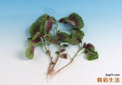 苋菜和豆腐可以一起吃吗 想要肾好最好不要这样吃