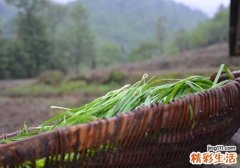 吃韭菜有什么好处 你以为只是壮阳吗