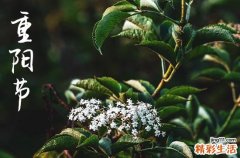 2023年重阳节是法定节假日吗?