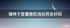 猫咪子宫蓄脓吃消炎药会好吗