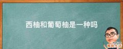 西柚和葡萄柚是一种吗
