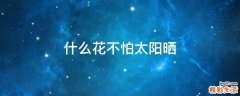 什么花不怕太阳晒
