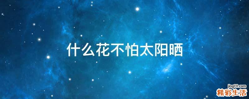 什么花不怕太阳晒
