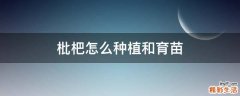 枇杷怎么种植和育苗