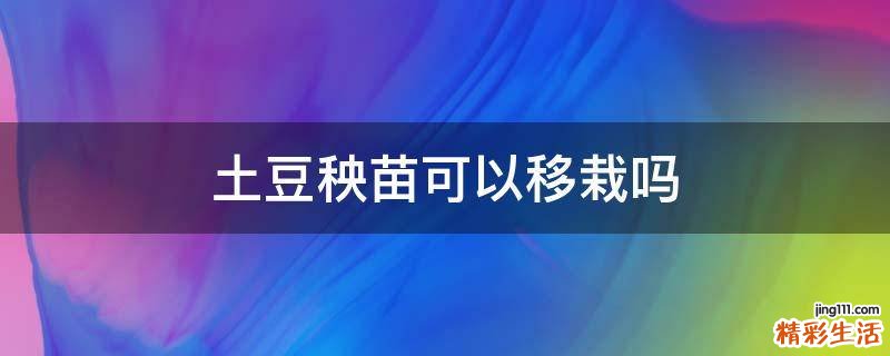 土豆秧苗可以移栽吗