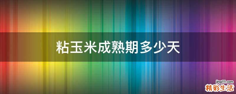 粘玉米成熟期多少天