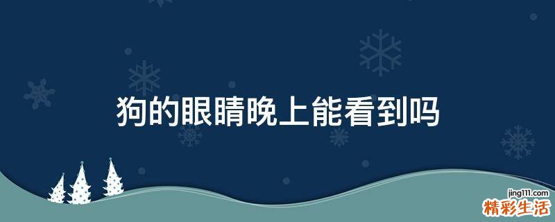 狗的眼睛晚上能看到吗