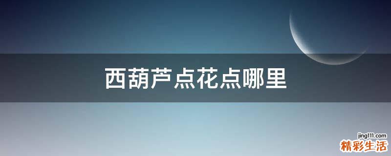 西葫芦点花点哪里
