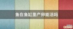 鱼在鱼缸里产卵能活吗