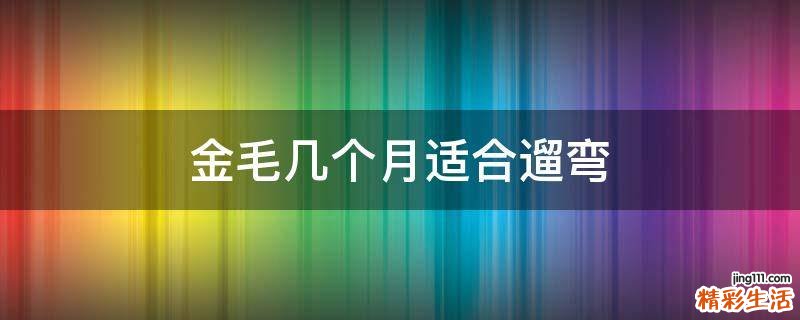 金毛几个月适合遛弯
