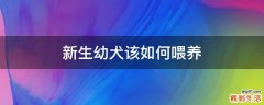 新生幼犬该如何喂养